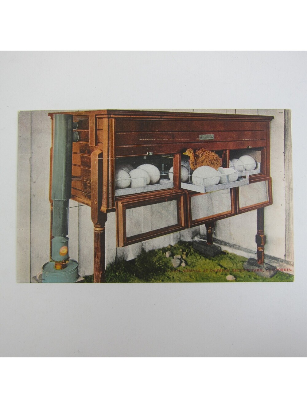 Postcard California Cawston Ostrich Farm Baby Ostrich & Eggs Antique Unposted